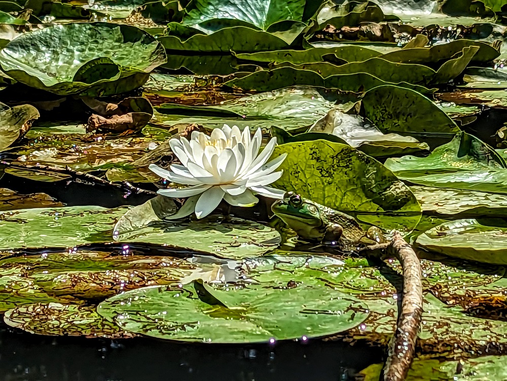 Watkins Glen State Park - Frog on the lily pond
