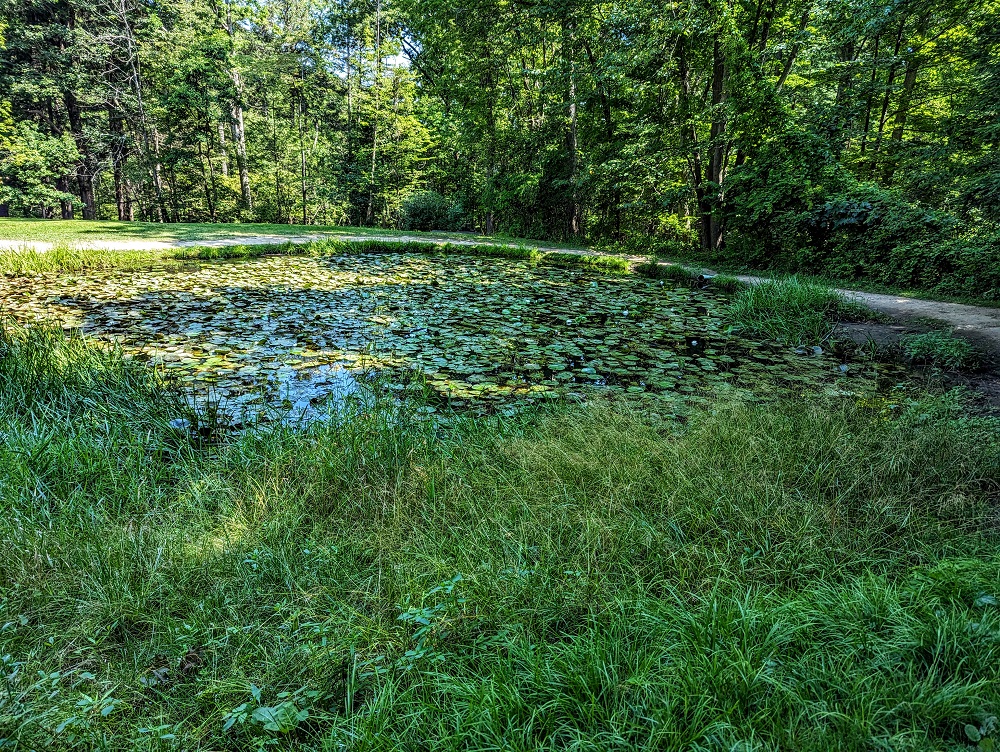 Watkins Glen State Park - Lily pond