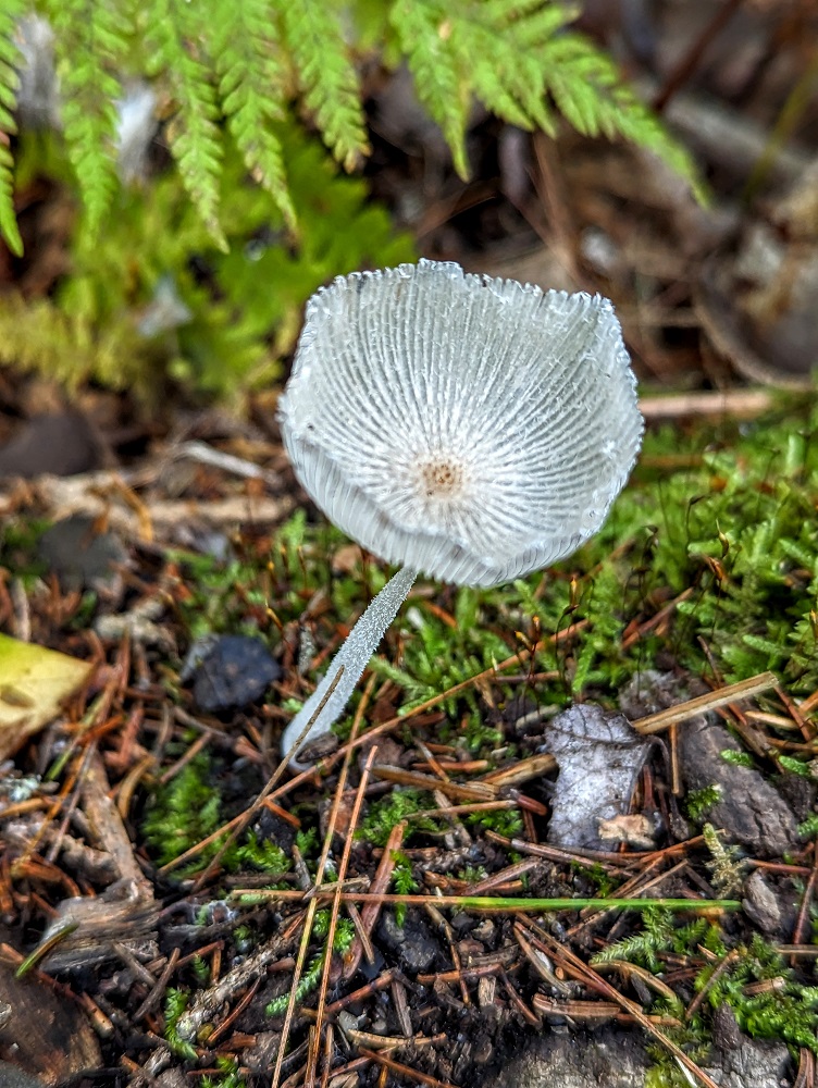 Coprinopsis or hare's foot inkcap