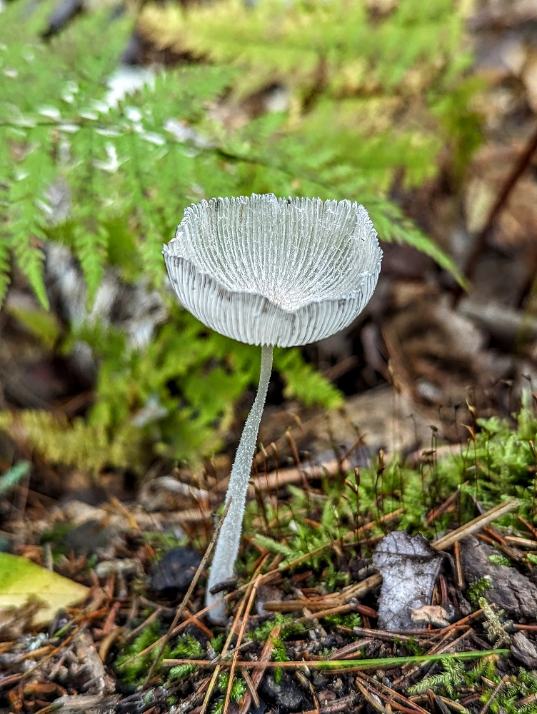 Hare's foot inkcap or coprinopsis
