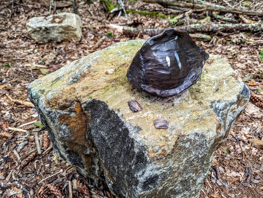 Hidden Seeds - American chestnut - Coastal Maine Botanical Gardens
