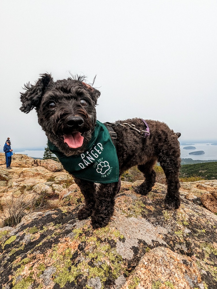 Pet-friendly Acadia National Park in Maine