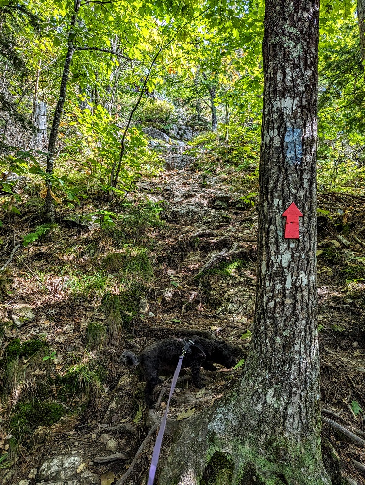 Trail markers on the Indian Trail