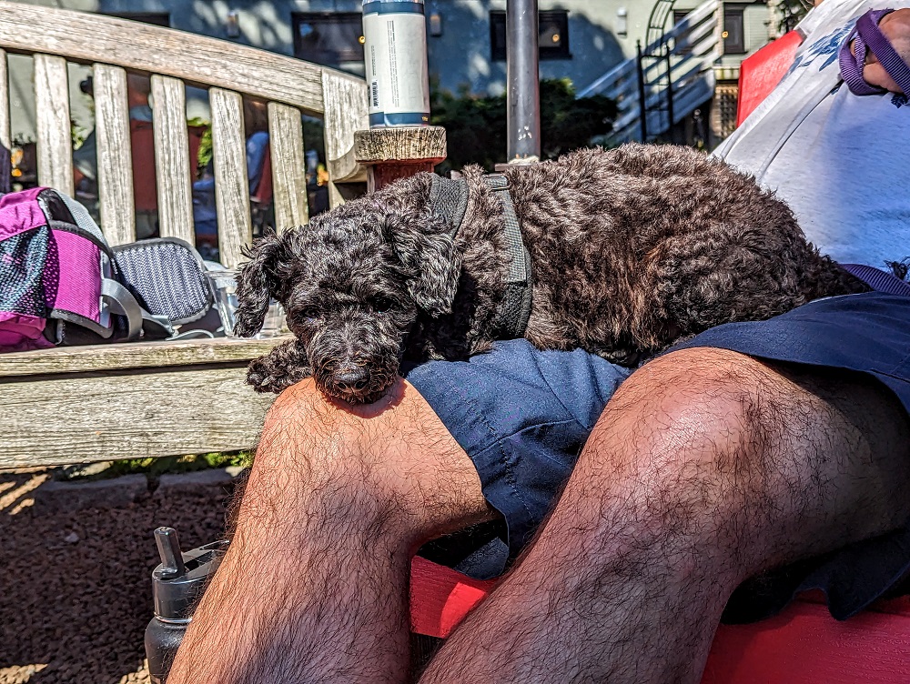 Truffles resting in the sun