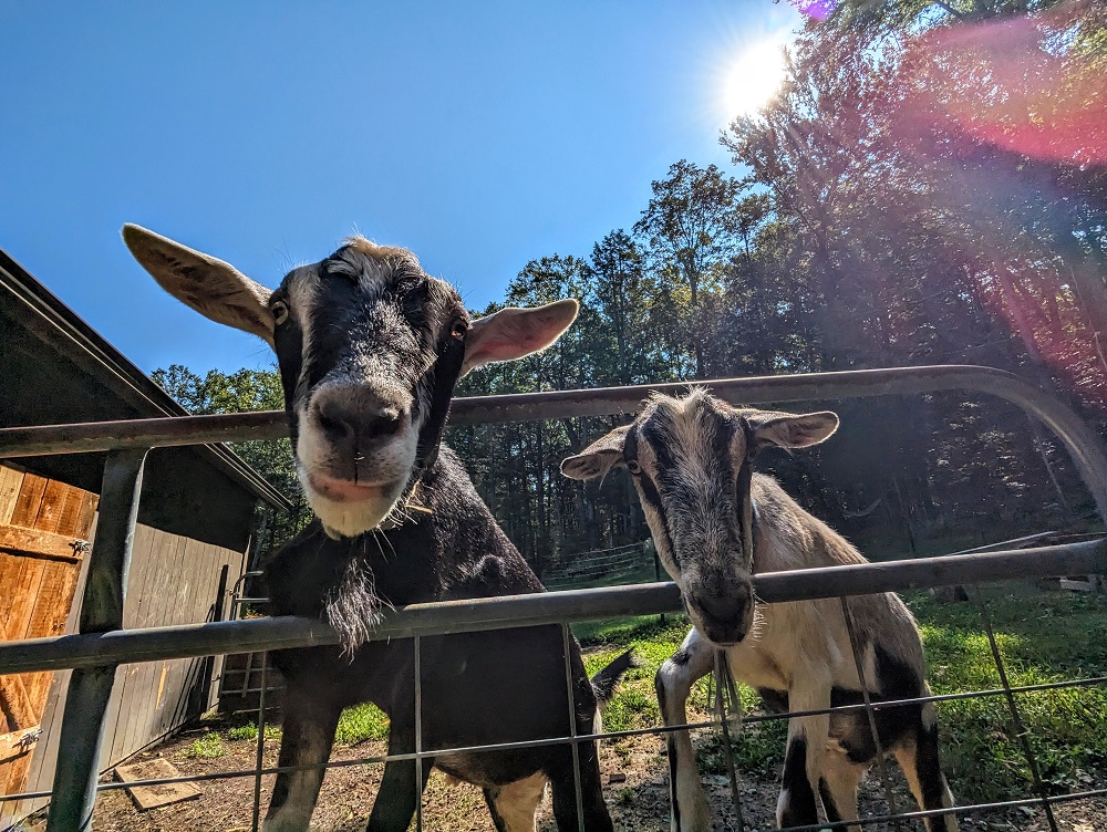 Baxter & Barnaby - the goats at our Airbnb