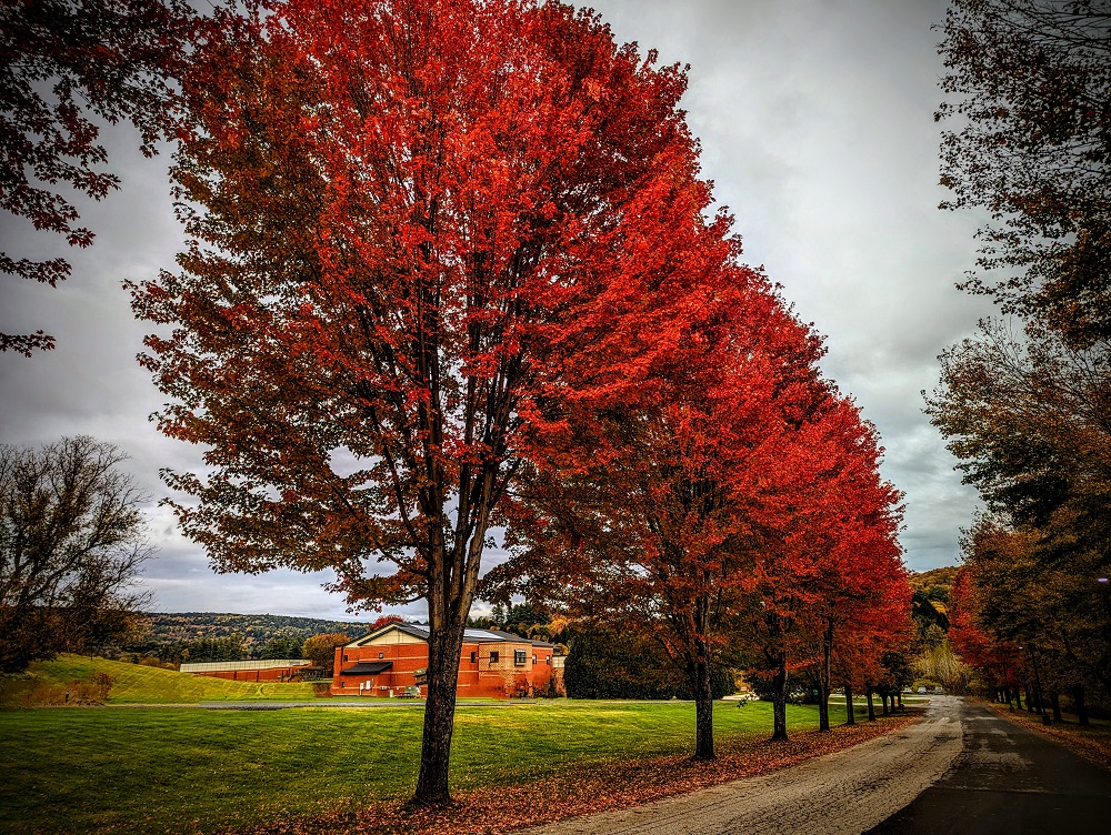 Fall leaves in Vermont