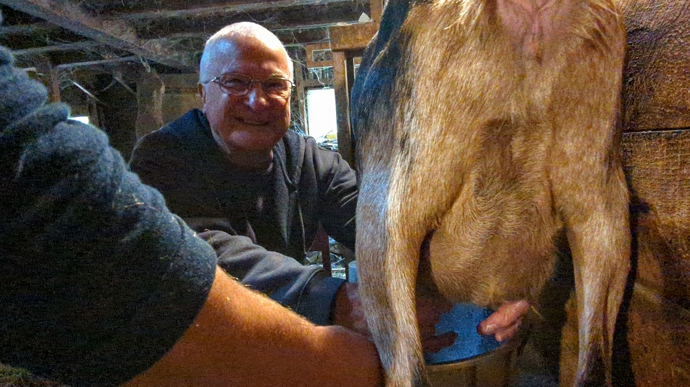 My dad milking a goat