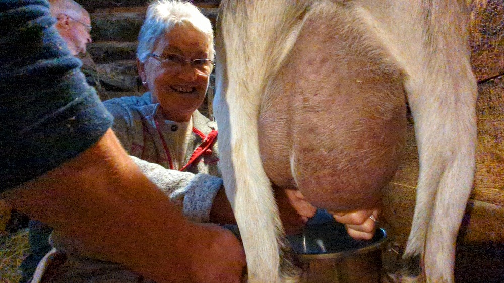My mum milking a goat