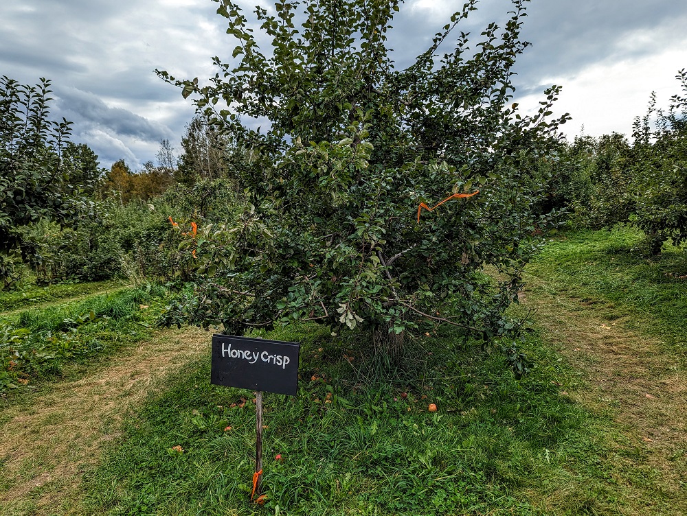 Thompson's Orchards - Honeycrisp apple trees