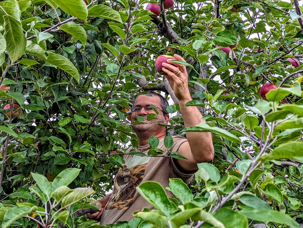 Thompson's Orchards in New Gloucester, ME - Me picking apples