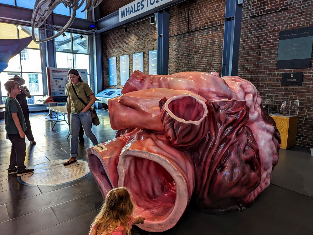 New Bedford Whaling Museum - Actual size of a whale heart