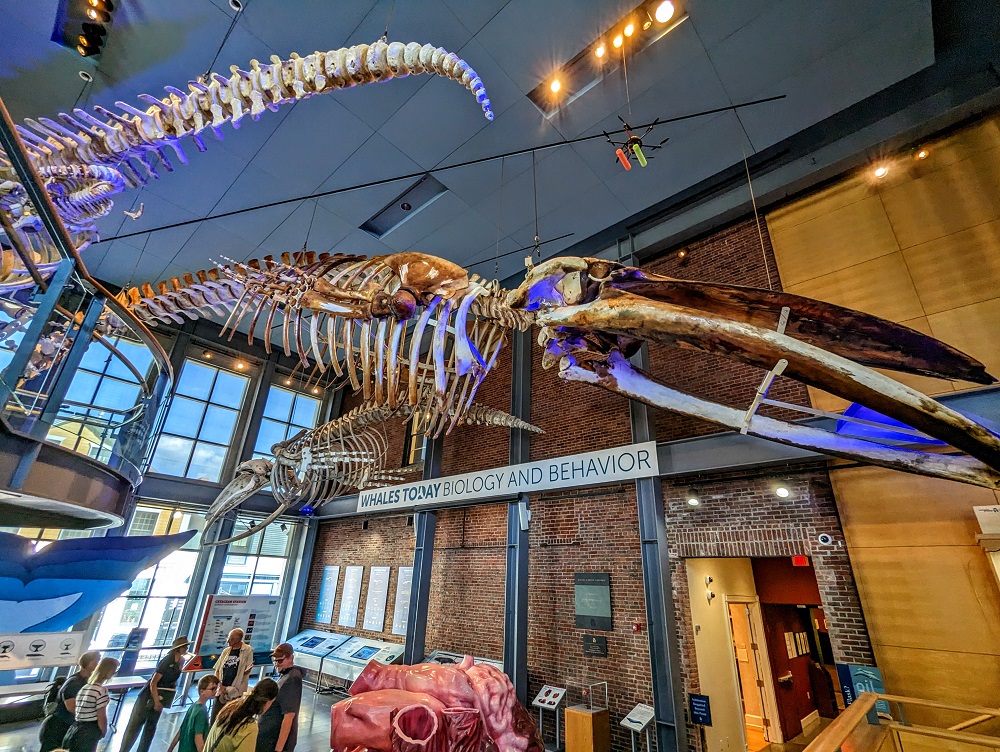 New Bedford Whaling Museum - Whale skeleton