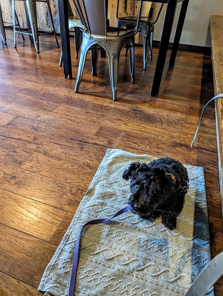 Pet-friendly Mayflower Brewing Company in Plymouth, MA