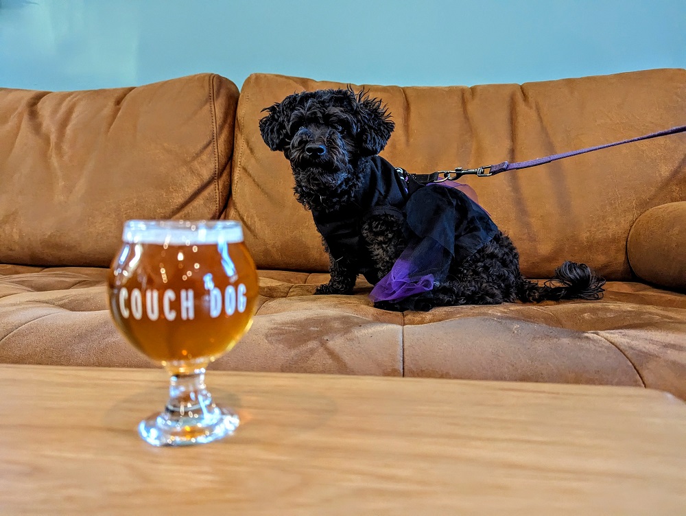 Truffles being a couch dog at Couch Dog Brewing Co in Salem, MA