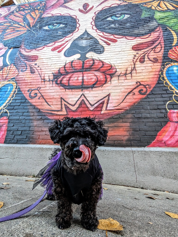 Truffles out & about in Salem in her Halloween dress