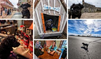 12 pet dog friendly things to do in St Augustine, FL