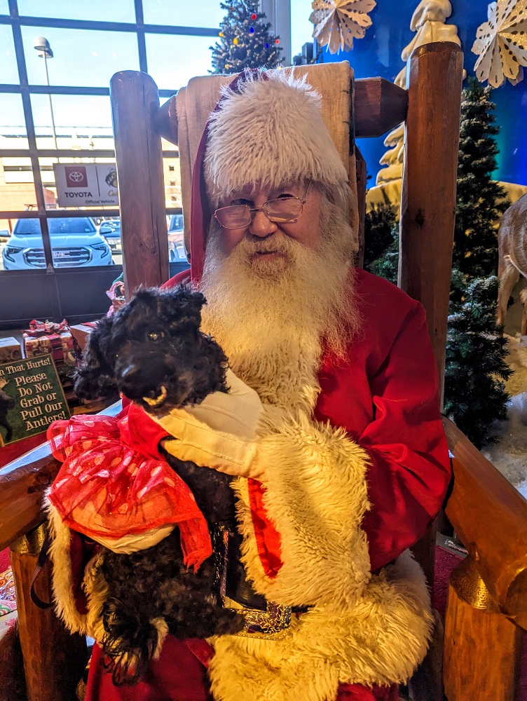 Truffles was excited to meet Santa again in her red Christmas dress