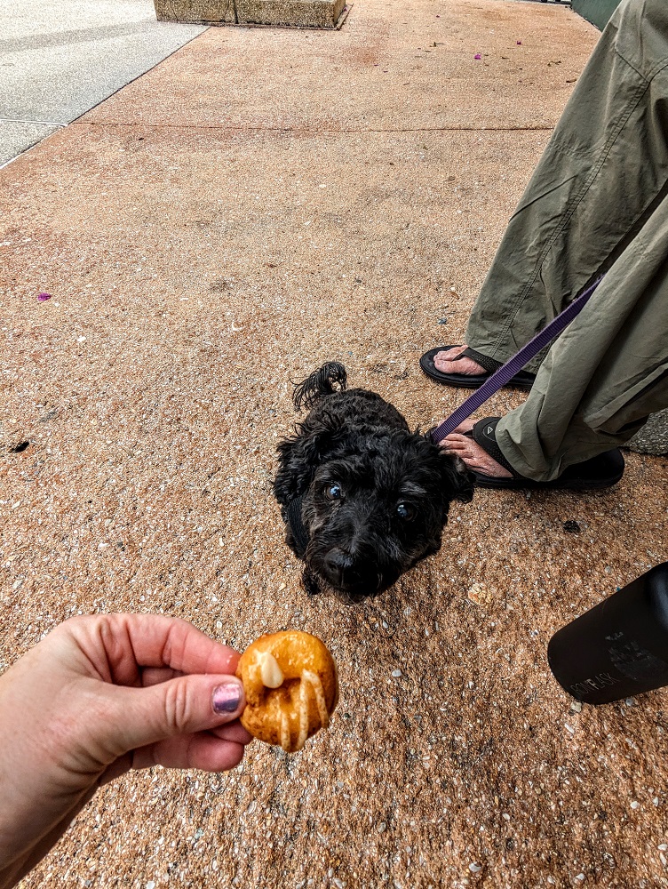 Truffles would please like to know why we didn't order the donuts with bacon on them