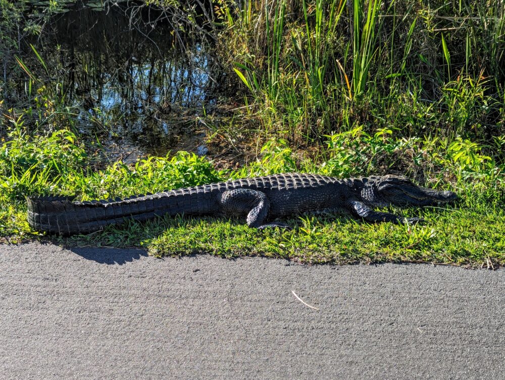 Alligator in Everglades National Park