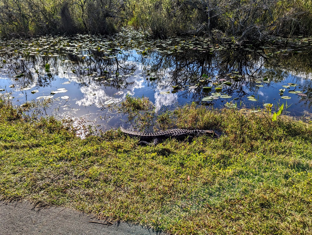 Alligator on Shark Valley Loop Road in the Everglades