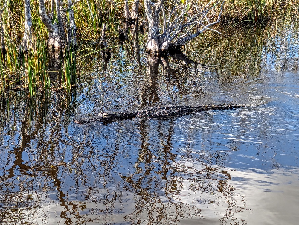 Alligator on our airboat ride