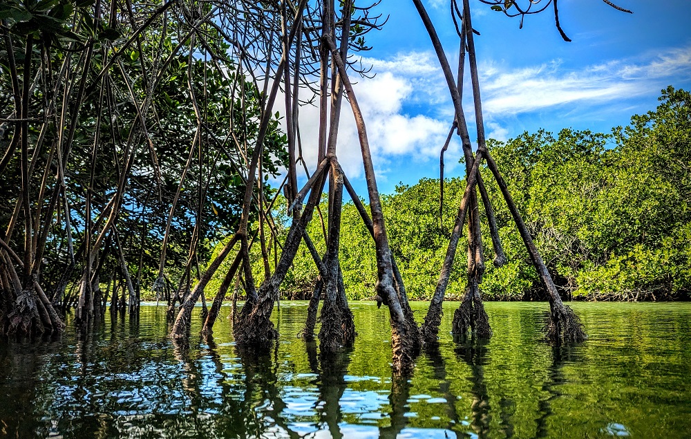 Mangroves in Islamorada
