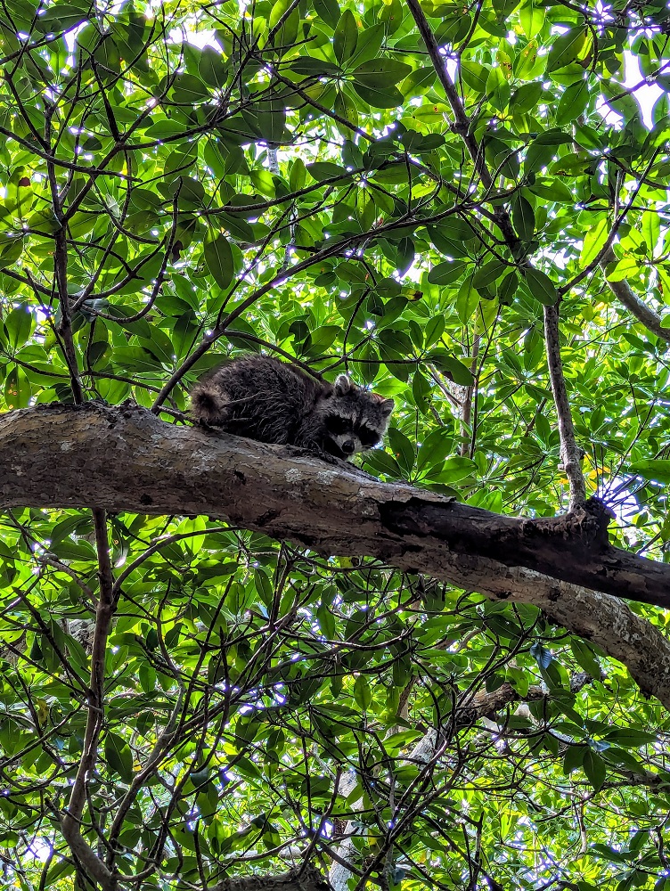 Raccoon in a mangrove tree