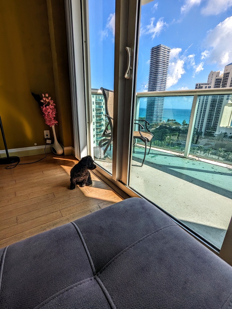 Truffles enjoyed her sun spot with a view