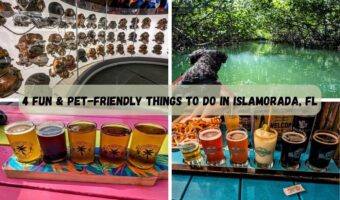 4 Fun & Pet-Friendly Things To Do In Islamorada, FL