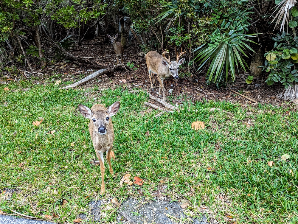 Key deer on Big Pine Key
