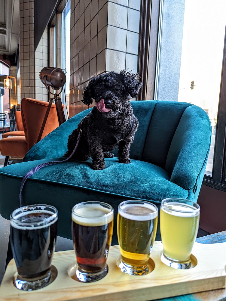 A rare moment where Truffles wasn't trying to get pets from the brewery employees