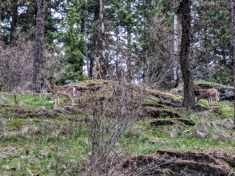 Deer at Tubbs Hill