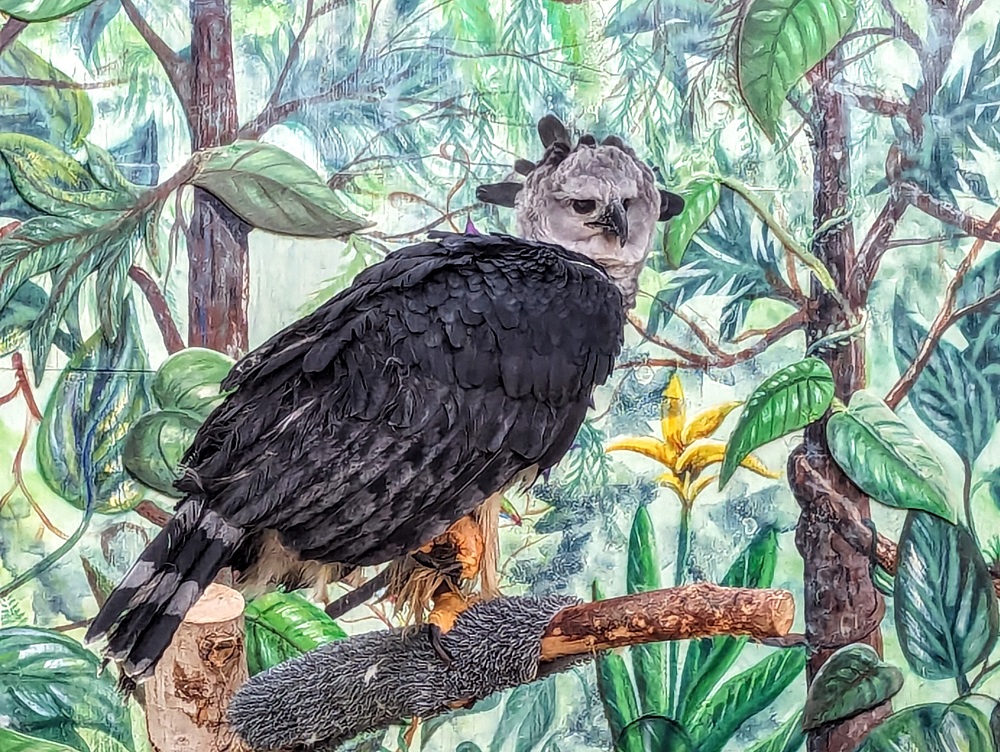 The Peregrine Fund's World Center For Birds of Prey - Harpy eagle