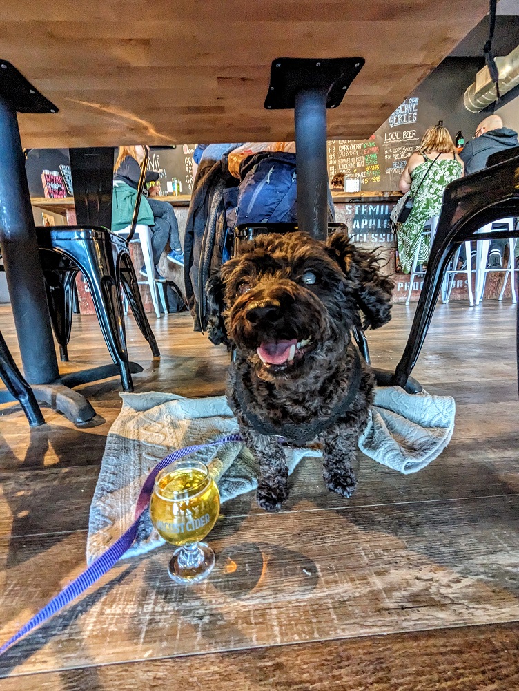 Truffles at pet-friendly Locust Cider in Spokane, WA