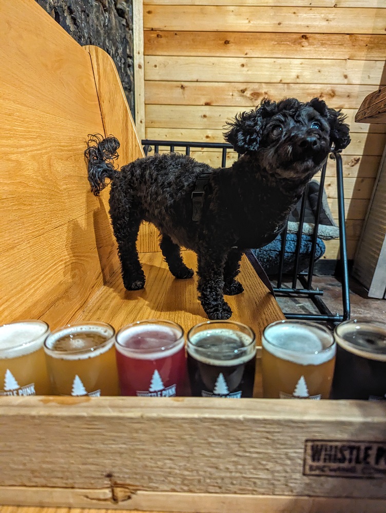 Truffles at pet-friendly Whistle Punk Brewing