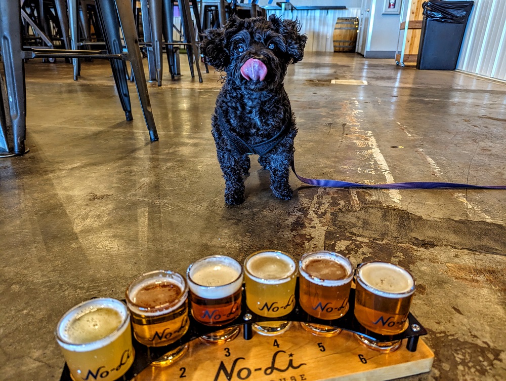 Truffles checking out my beer flight at pet-friendly No-Li Brewhouse in Spokane, WA