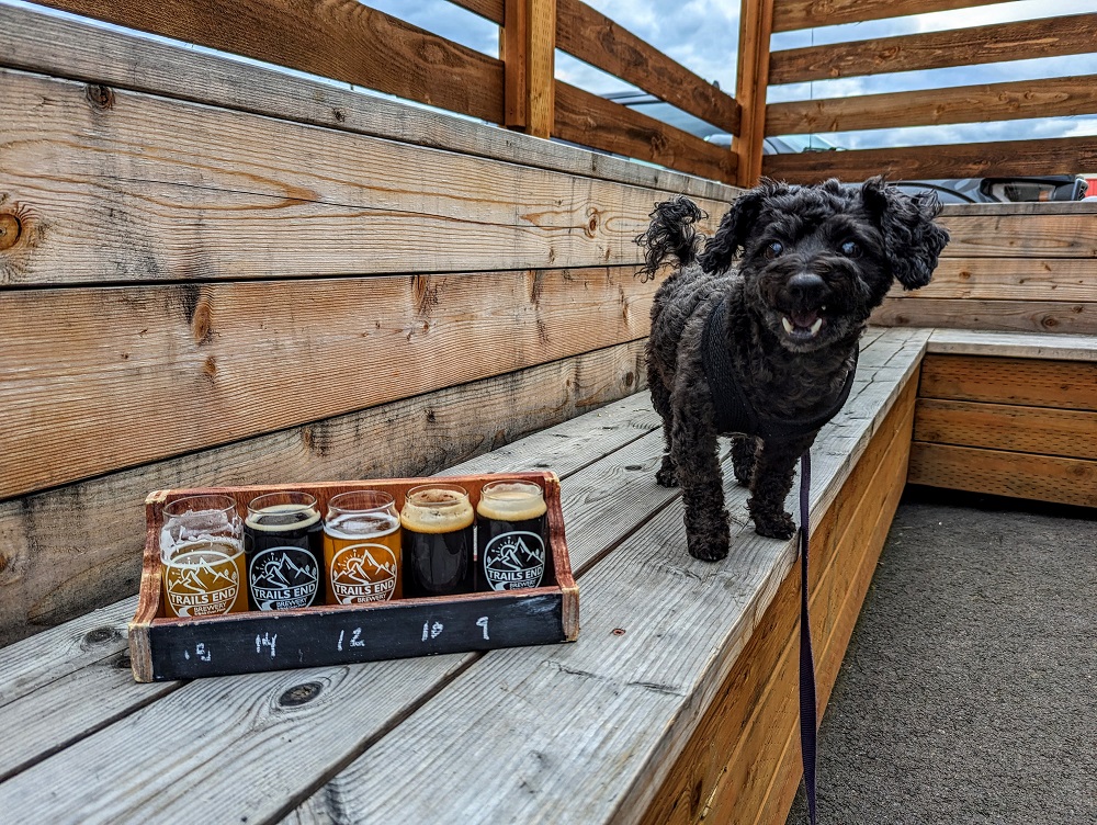 Truffles was happy about getting to join us at Trails End Brewery