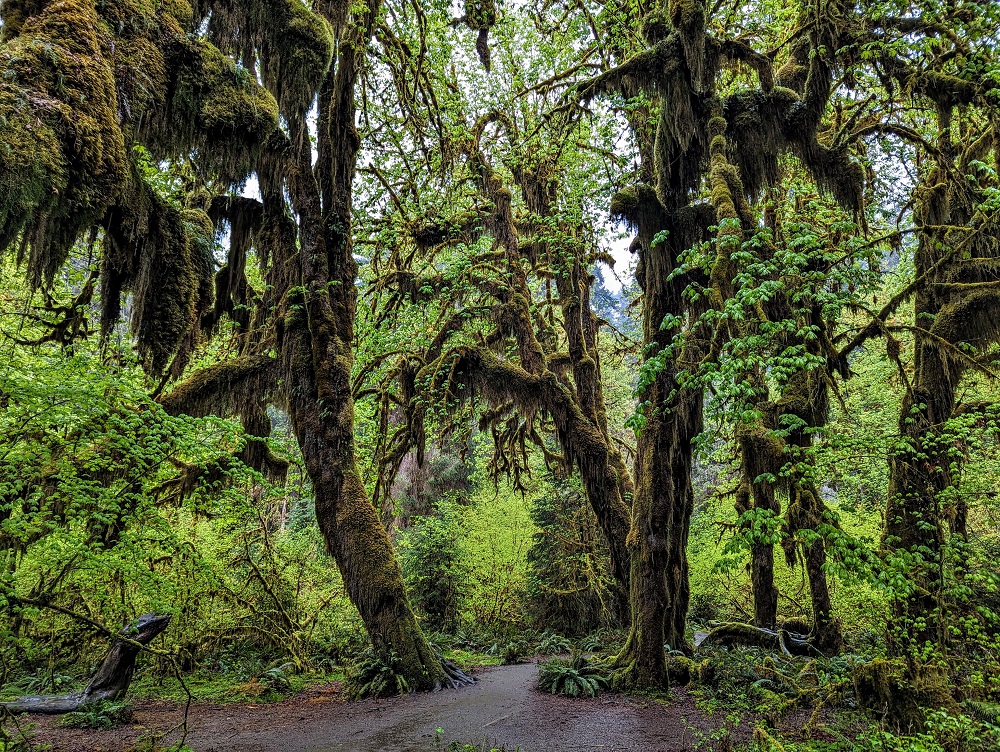 Hall of Mosses in Hoh Rainforest in Olympic National Park 2