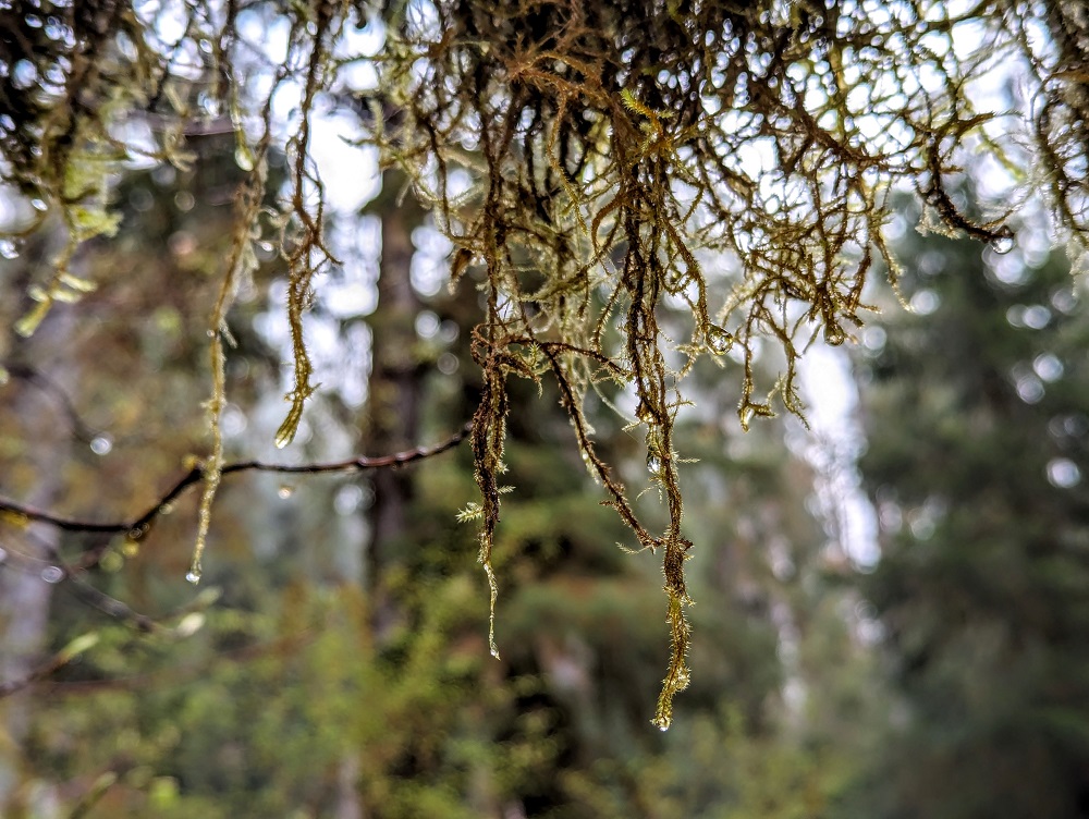 Hall of Mosses in Hoh Rainforest in Olympic National Park 3