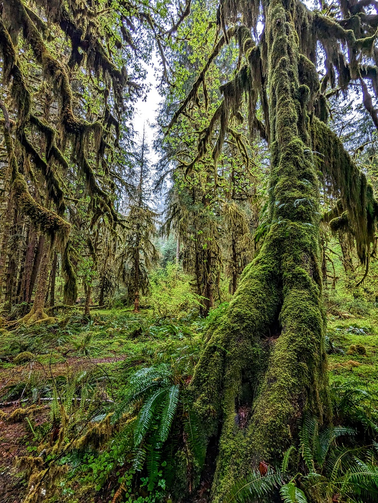 Hall of Mosses in Hoh Rainforest in Olympic National Park 4
