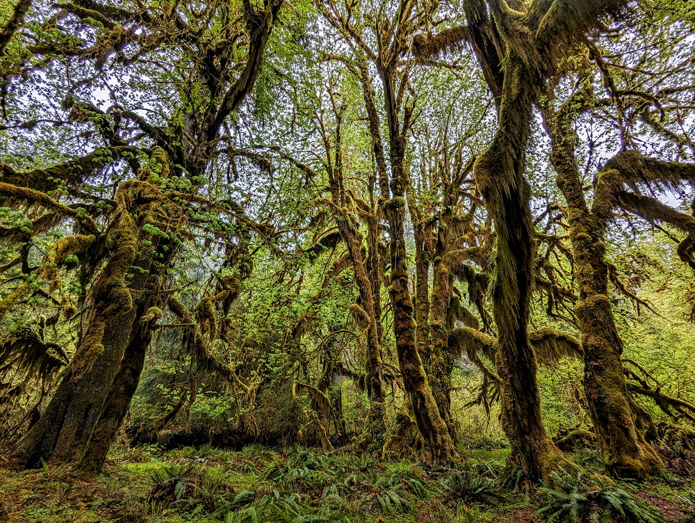 Hall of Mosses in Hoh Rainforest in Olympic National Park