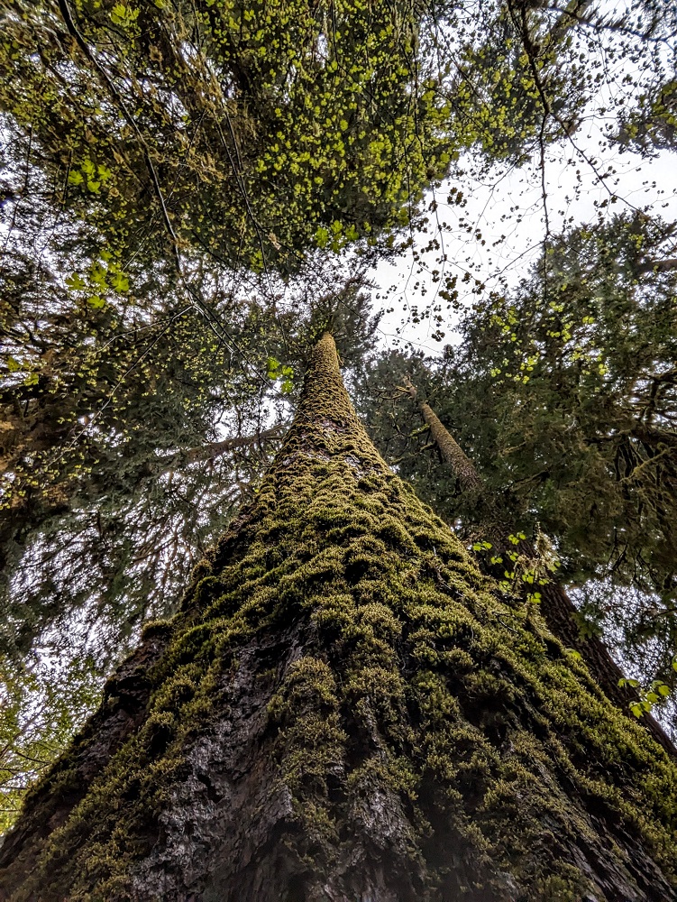 Looking up in Hoh Rain Forest in Olympic National Park