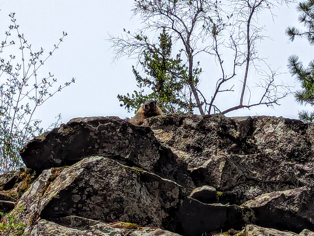 Marmot in Manito Park in Spokane