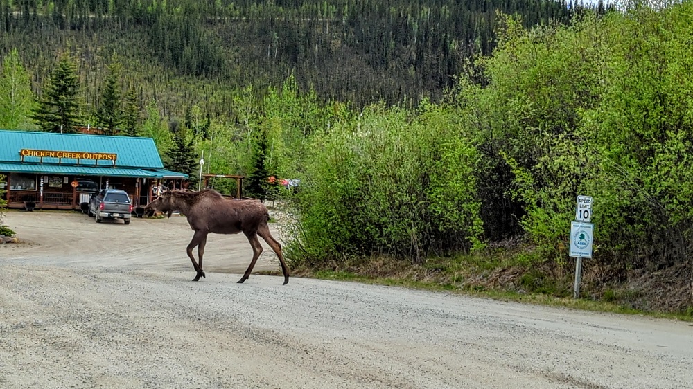 Moose crossing the road in Chicken, AK