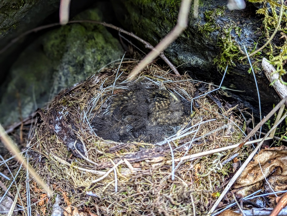 Hermit thrush nest