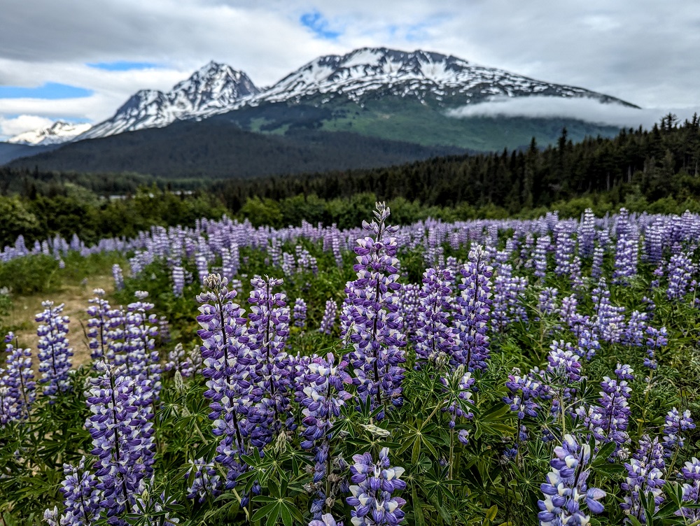 Purple lupines in Seward, AK