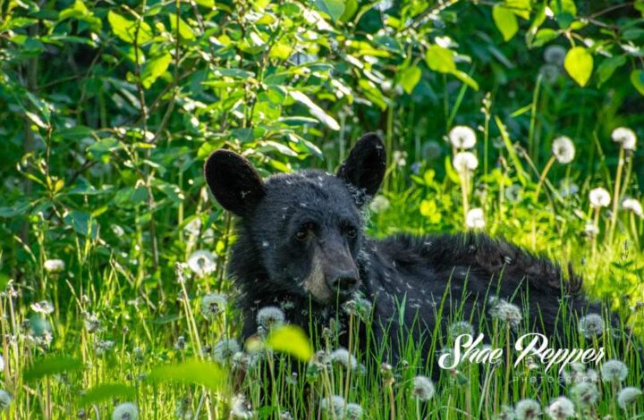 Bear covered with dandelion fuzz