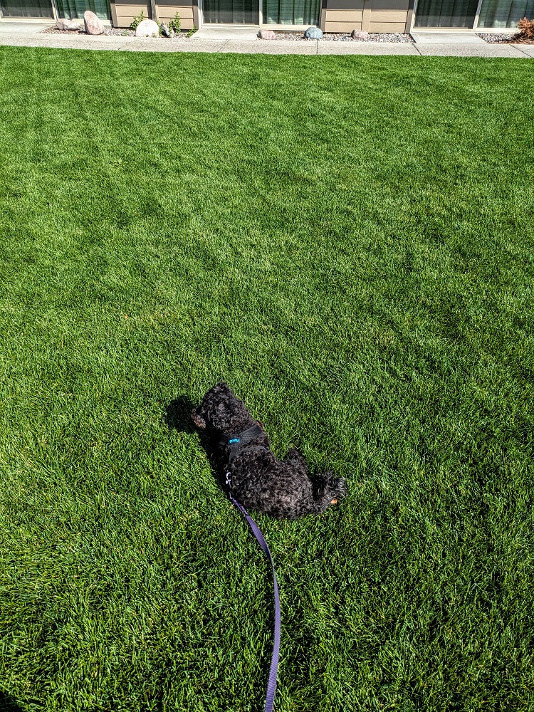 DoubleTree Missoula-Edgewater - Grassy area