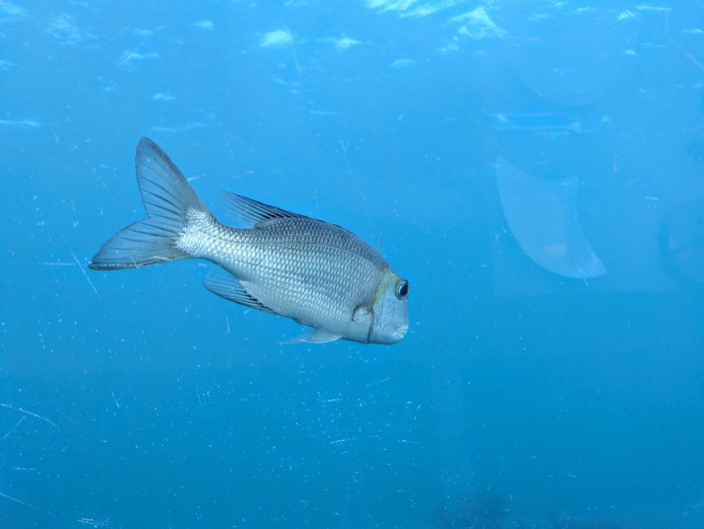 Fish that kept staring at us