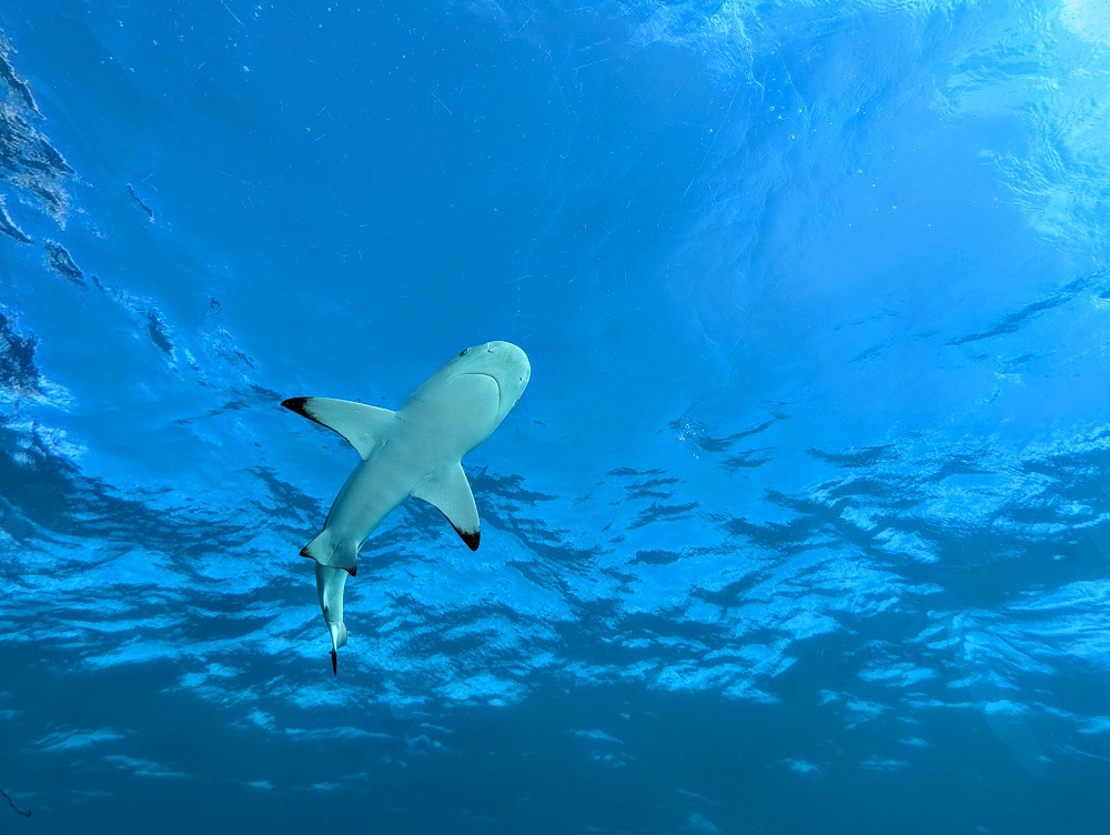 Shark swimming around over Ithaa